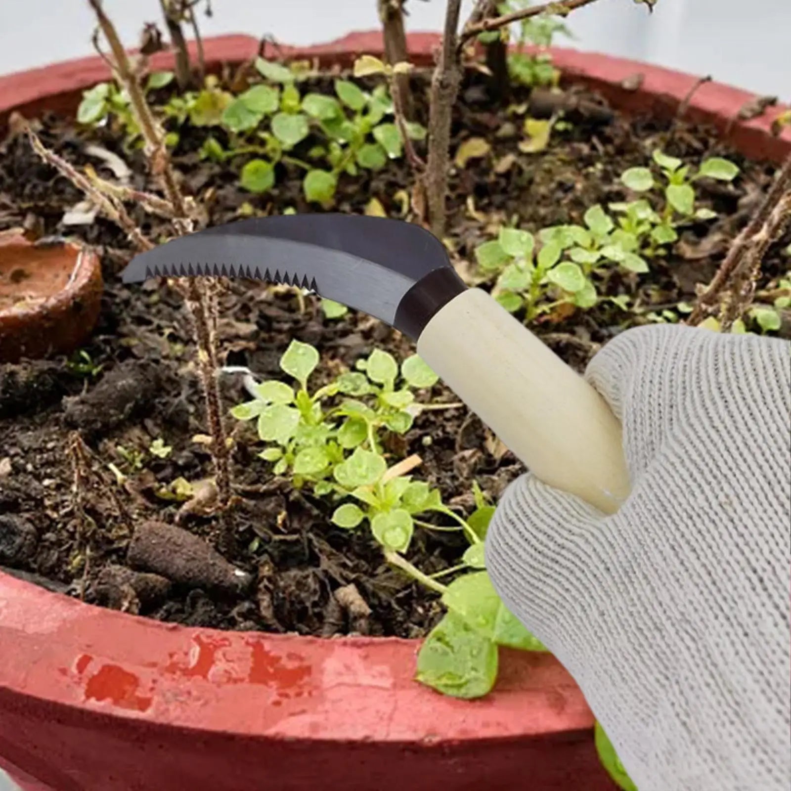 ZenWeed Gartenmesser | Präzise Edelstahlklinge | Ergonomischer Holzgriff | Kompakt & Handlich