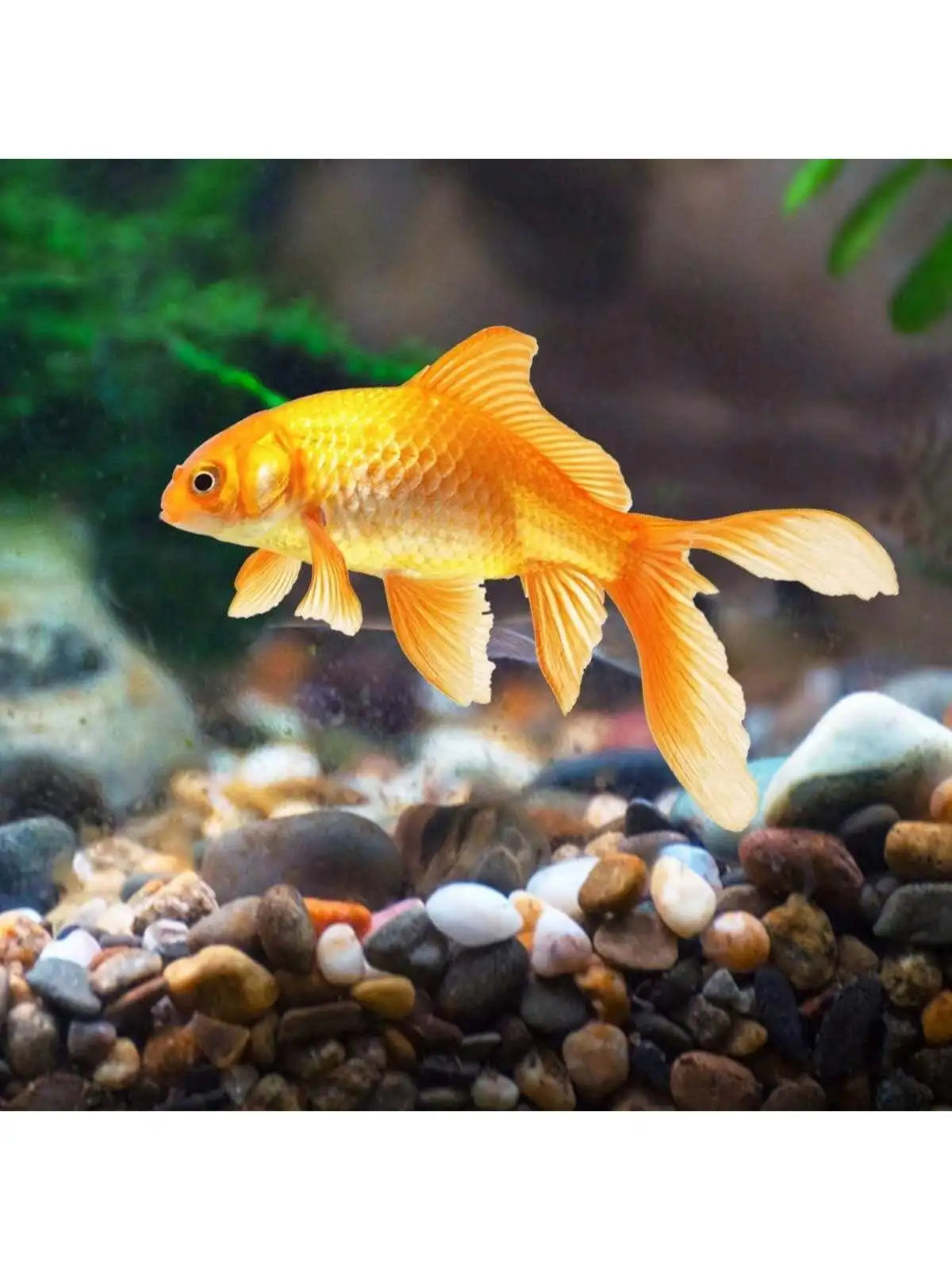 StoneGlam Zierkiesel | Natürliche Farben | Vielseitig & Dekorativ | Für Garten, Aquarium und mehr