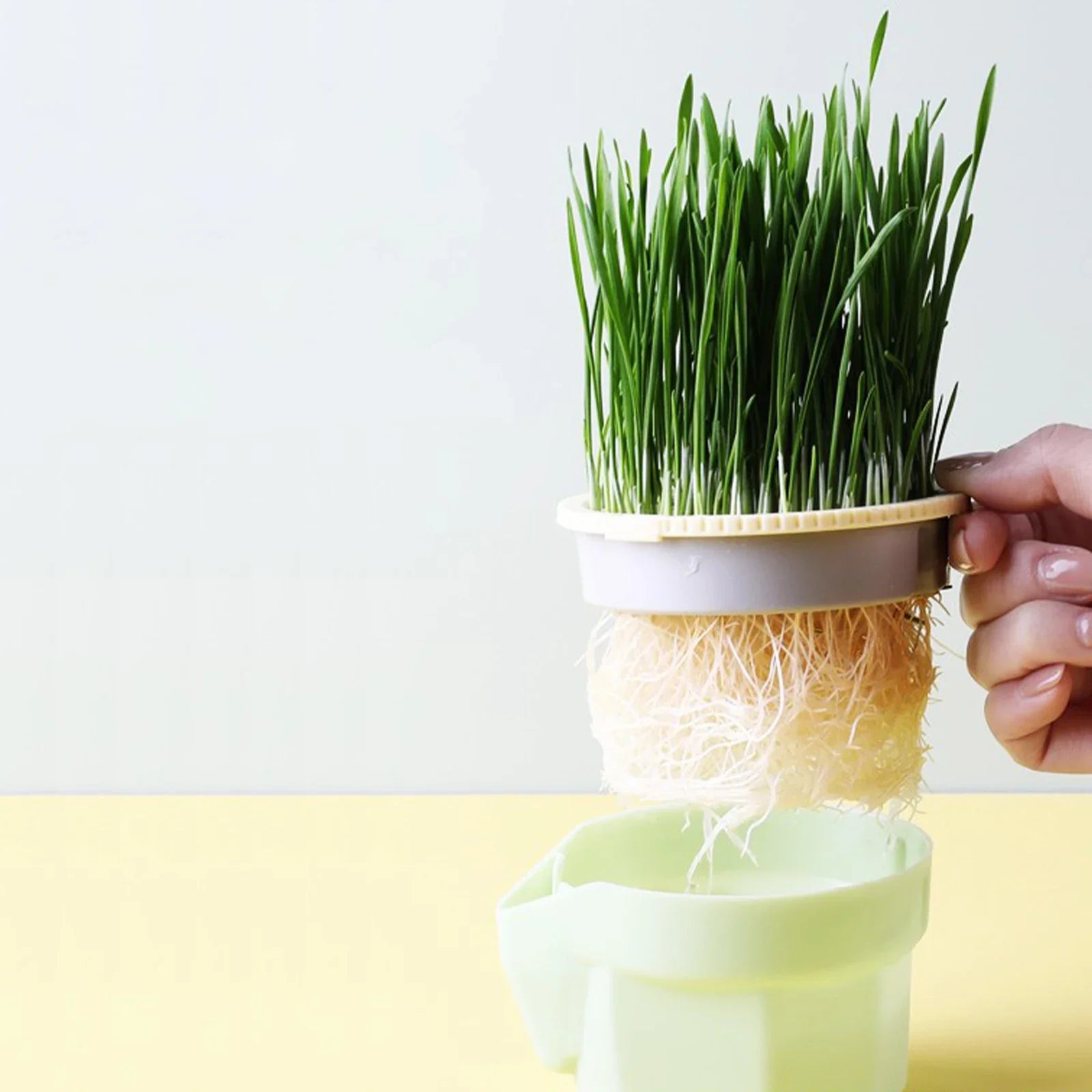 Sprouti Katzengras Becher | Ohne Erde | BPA-frei & Wiederverwendbar | Für Sprossen & Weizengras