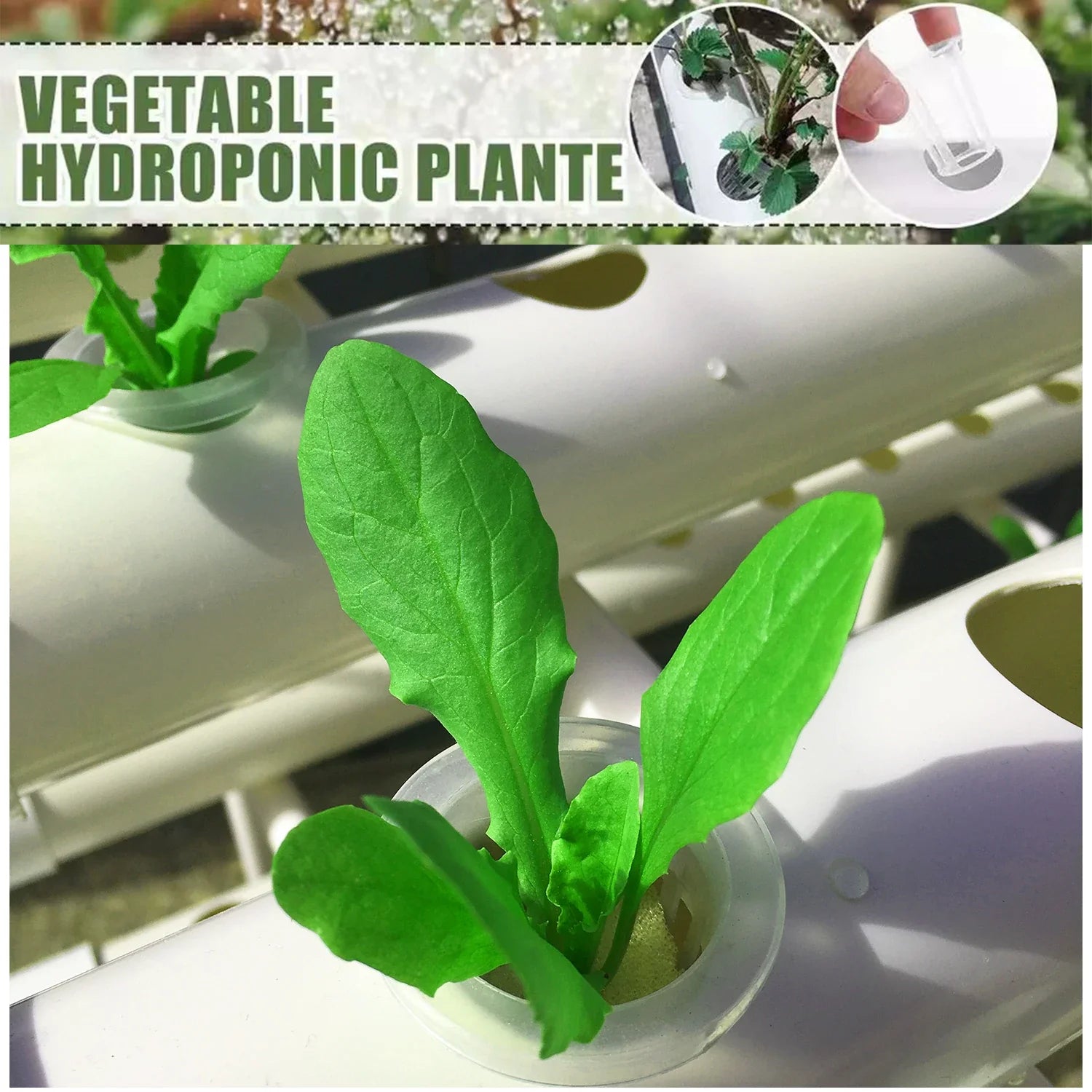 EcoHarvest 36 | Indoor Hydroponik-System | Mit Pumpe & Timer | Für Kräuter & Gemüse | 36 Pflanzplätze Weiß