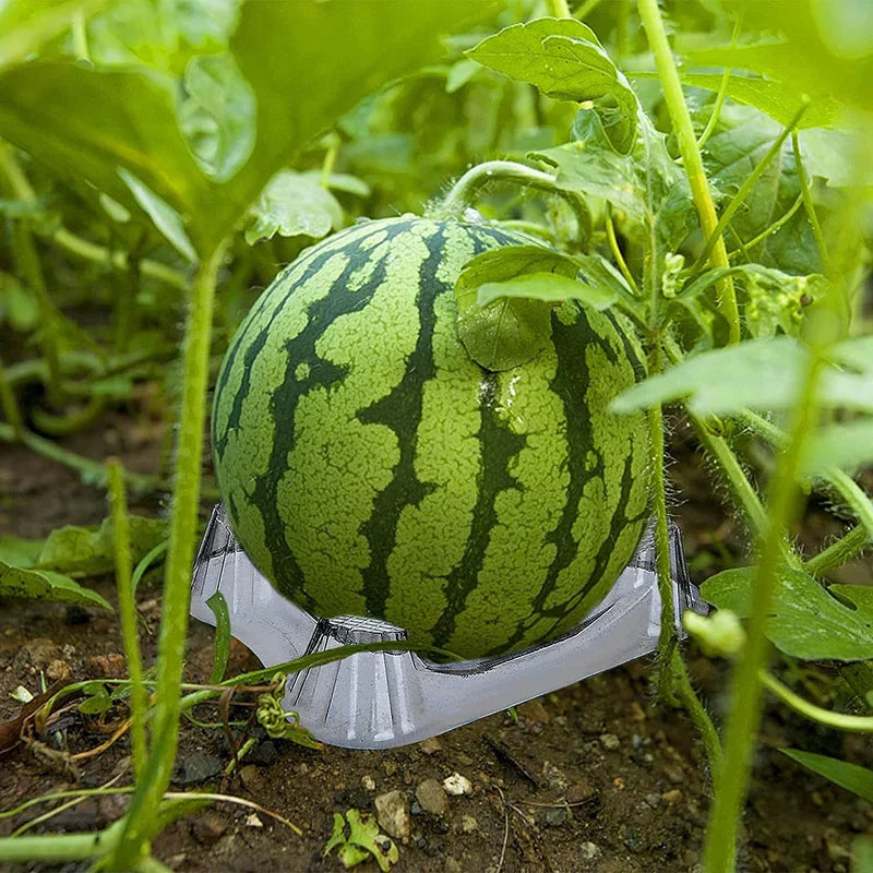 FruitGuard | Melonen- und Gemüsehalter | 50er Set | Robustes Kunststoffdesign | Fördert Gesunde Fruchtentwicklung