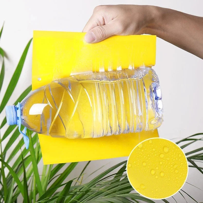 FruttoGuard Fruchtfliegenfalle | Umweltfreundlich & Giftfrei | Doppelseitig | 20 Stück