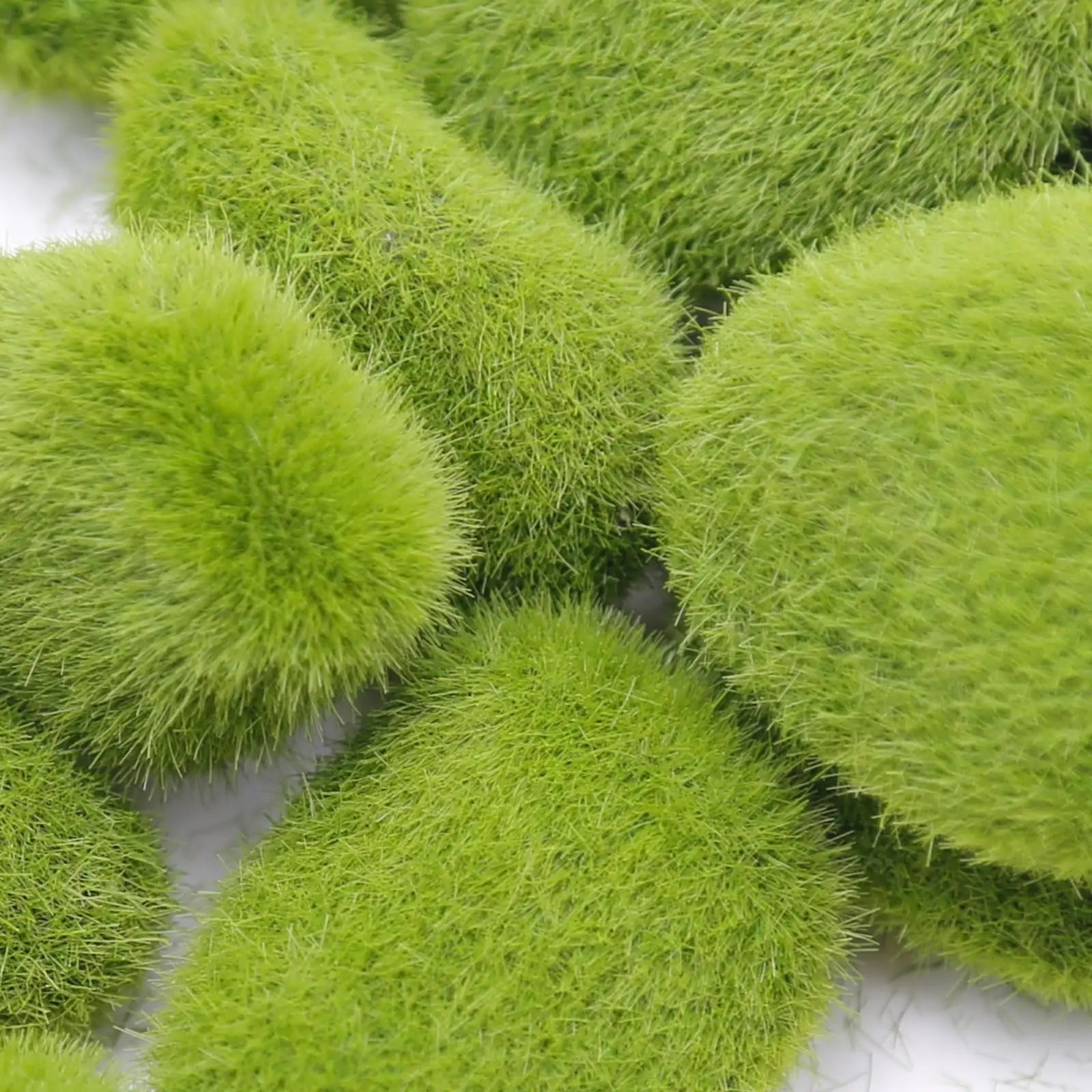 MossAura Floravio | Deko-Moossteine | Pflegeleicht & Vielseitig | Für kreative Projekte