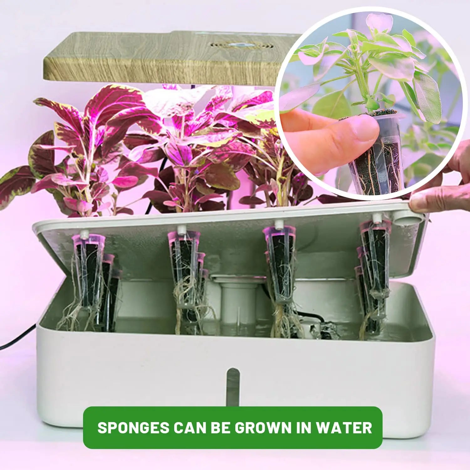 GrowRoot | Anzuchtschwämme | Für Hydrokultur & Erde | Fördert Schnelles Wurzelwachstum | 50 Stück