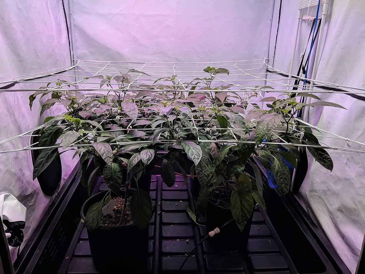 GrowFlex Pro | Elastisches Ranknetz | 10×10 cm Maschen | Für Pflanzen & Hydrokultur