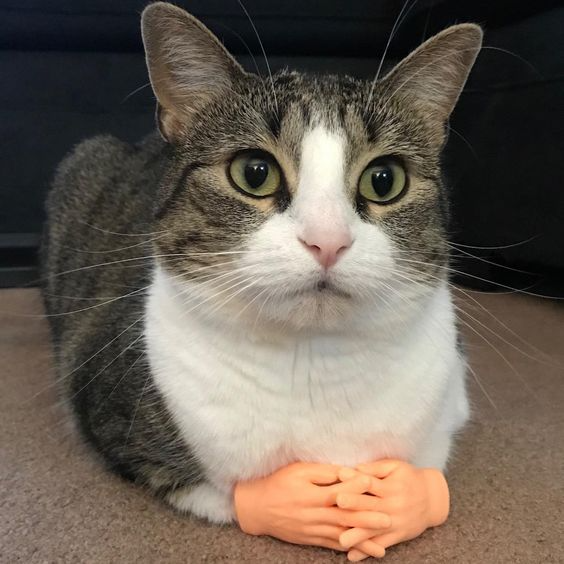 PawsTouch – Das Spielzeug, das jede Katze sofort liebt