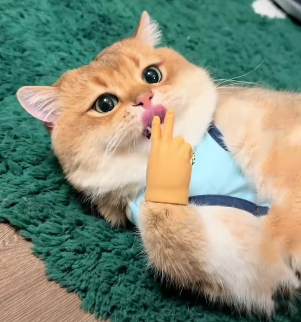PawsTouch – Das Spielzeug, das jede Katze sofort liebt