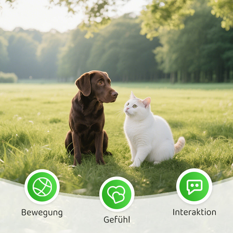 2+1 GRATIS | PawChase – Jagen, spielen, juchzen – der Spaß für deine Katze!