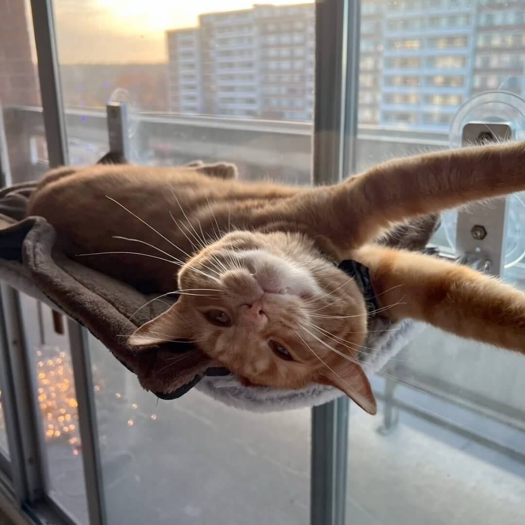 SkyPerch – Die perfekte Fenster-Hängematte für Katzen!