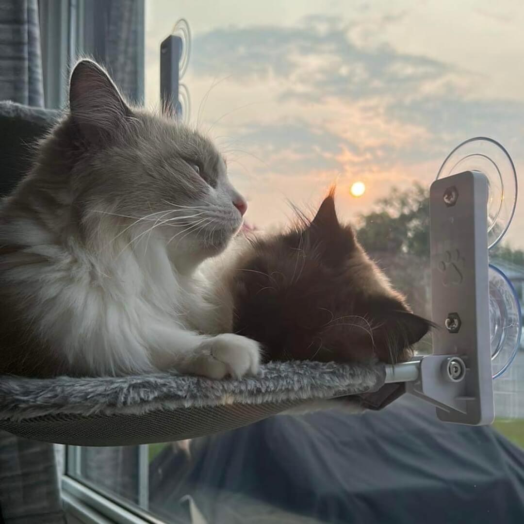 SkyPerch – Die perfekte Fenster-Hängematte für Katzen!