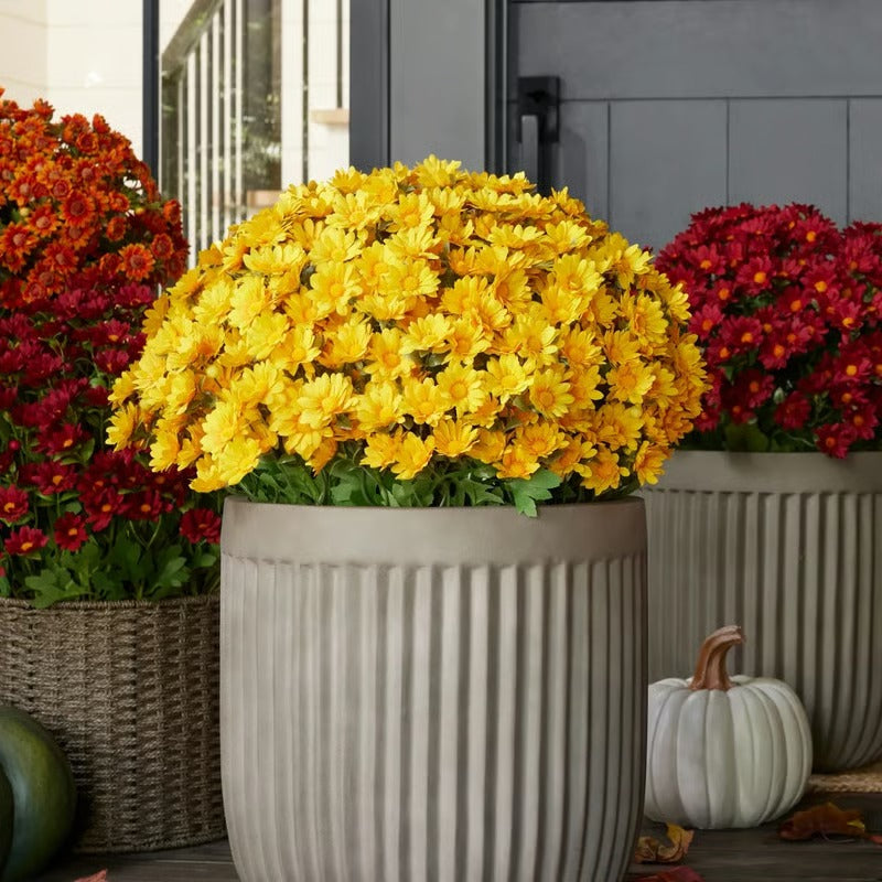 AutumnBloom – Dauerhafte Herbstpracht ohne Pflege!
