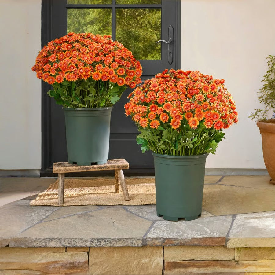 AutumnBloom – Dauerhafte Herbstpracht ohne Pflege!