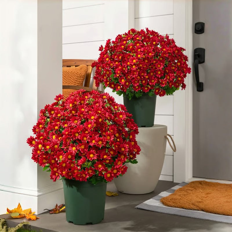 AutumnBloom – Dauerhafte Herbstpracht ohne Pflege!