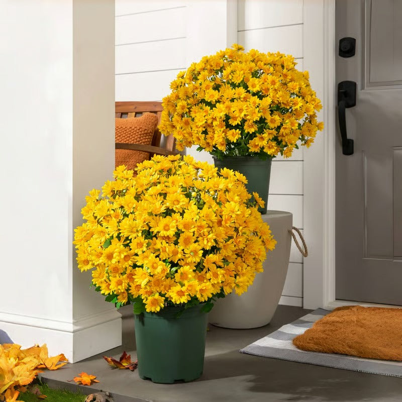 AutumnBloom – Dauerhafte Herbstpracht ohne Pflege!