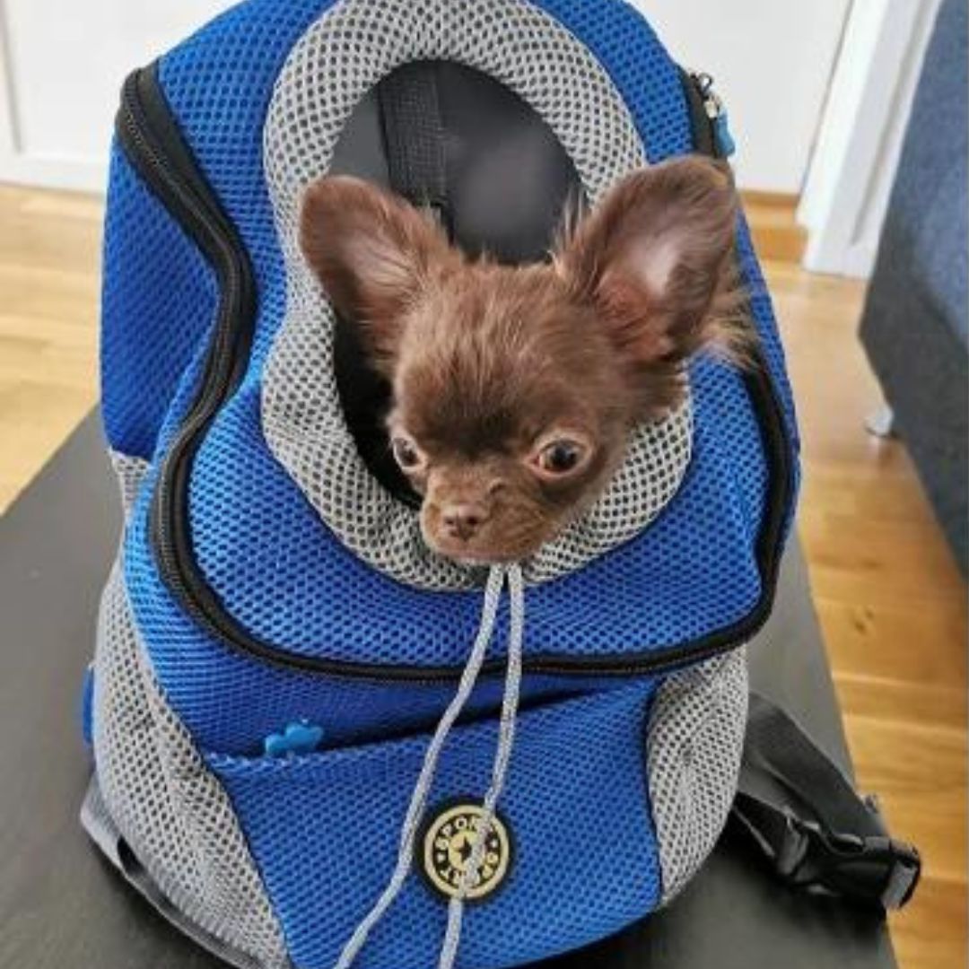 PawCarry – Gemeinsam überall unterwegs