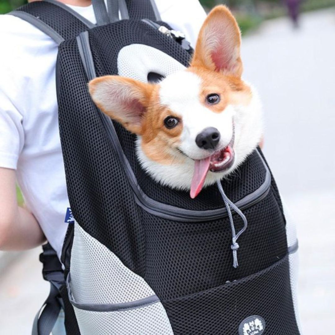 PawCarry – Gemeinsam überall unterwegs
