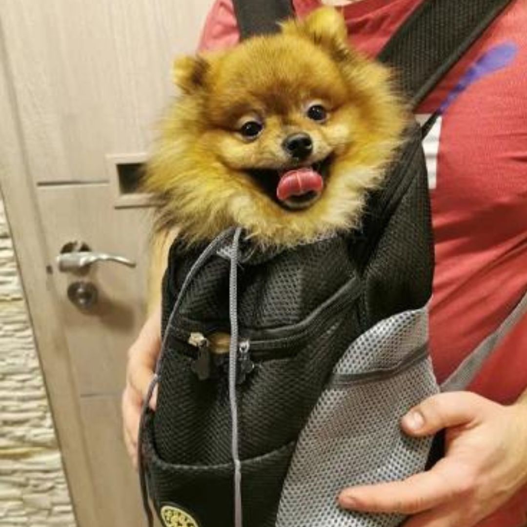 PawCarry – Gemeinsam überall unterwegs