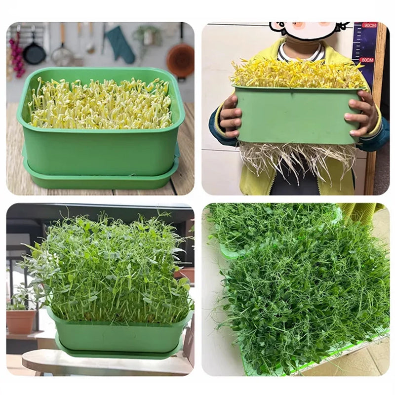 1+1 GRATIS | GreenBox – Frische Sprossen jeden Tag selbst gezogen